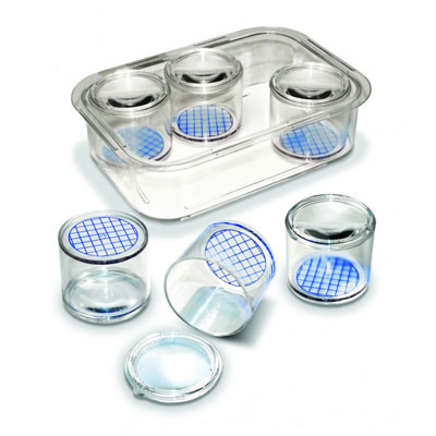 Invicta Young Naturalist - Set of Six Bug Pots in Tray - IP174059