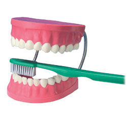 Giant Teeth Dental Care Model