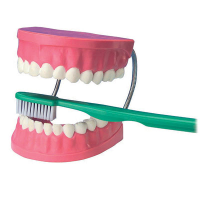 Giant Teeth Dental Care Model - CD03089