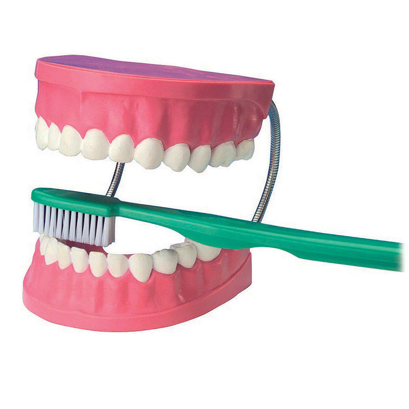 Giant Teeth Dental Care Model - CD03089