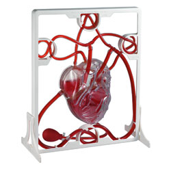 Pumping Heart Model