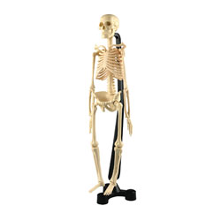 Mini Desktop Skeleton Model - 46cm