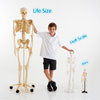 Half-Scale Skeleton - 85cm - CD03064