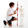 Half-Scale Skeleton - 85cm