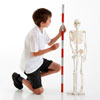 Half-Scale Skeleton - 85cm - CD03064