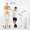 Life Size Skeleton - 160cm - CD03067
