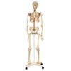 Life Size Skeleton - 160cm - CD03067