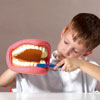 Giant Teeth Dental Demonstration Model