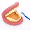 Giant Teeth Dental Demonstration Model - CD03083