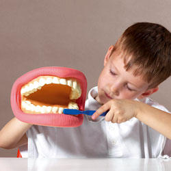 Giant Teeth Dental Demonstration Model