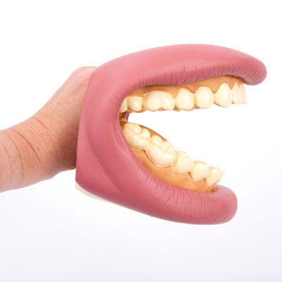 Giant Teeth Dental Demonstration Model CD03083 | Primary ICT