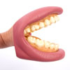 Giant Teeth Dental Demonstration Model - CD03083