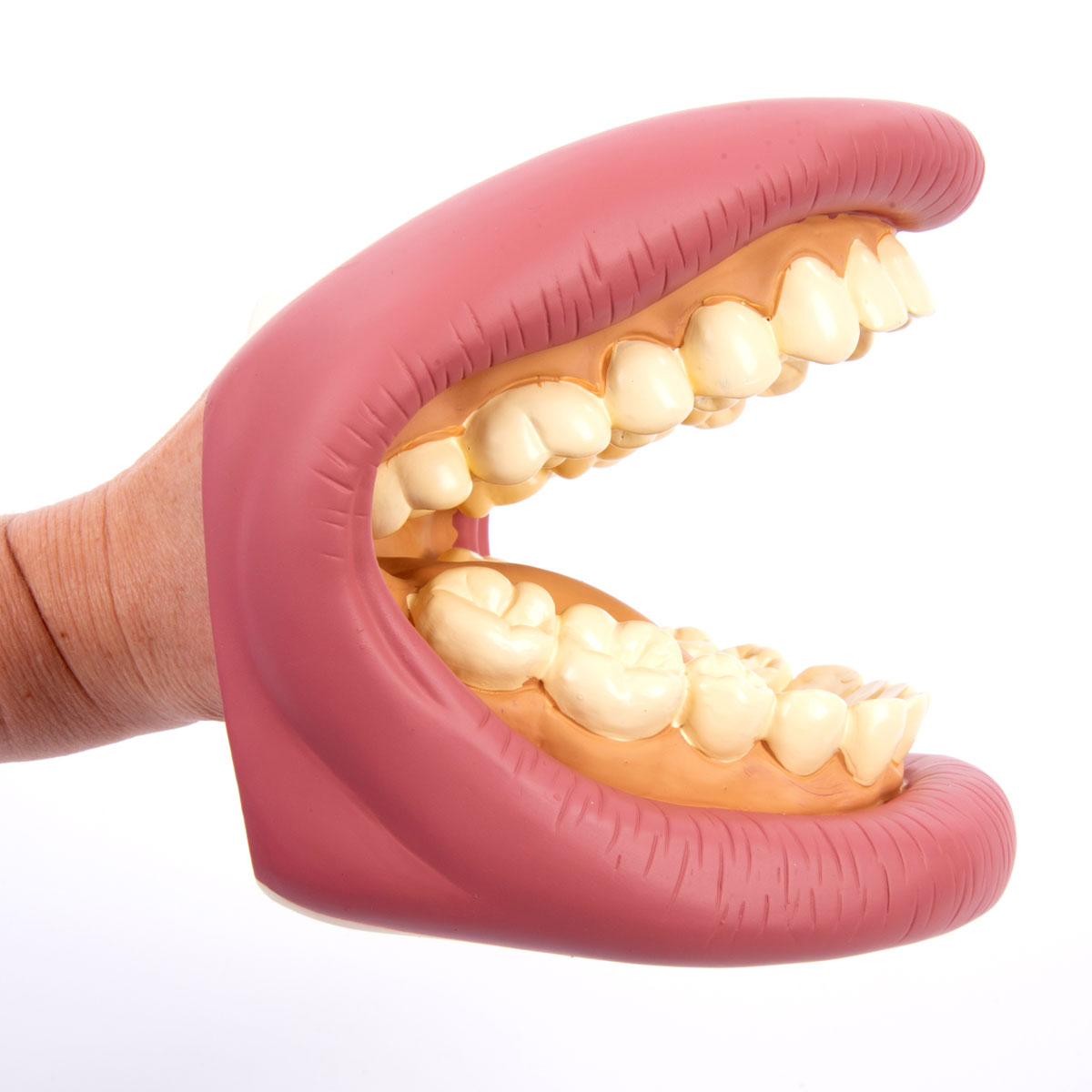 Giant Teeth Dental Demonstration Model CD03083 | Primary ICT