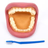 Giant Teeth Dental Demonstration Model - CD03083