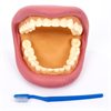 Giant Teeth Dental Demonstration Model - CD03083