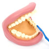 Giant Teeth Dental Demonstration Model - CD03083