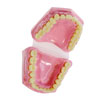 Anatomical Teeth Dental Set - CD03091