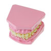 Anatomical Teeth Dental Set - CD03091