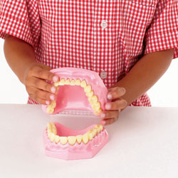 Anatomical Teeth Dental Set
