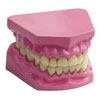 Anatomical Teeth Dental Set - CD03091