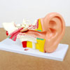 Human Ear - 4x Life Size - CD03105