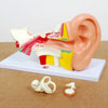 Human Ear - 4x Life Size - CD03105