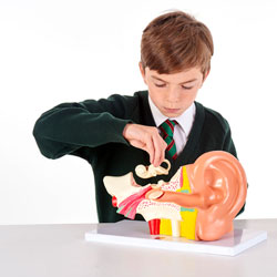 Human Ear - 4x Life Size