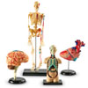 Anatomy Model Set - by Learning Resources - LER3338