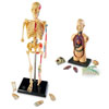 Anatomy Model Set - by Learning Resources - LER3338