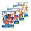 Anatomy Model Set - by Learning Resources - LER3338