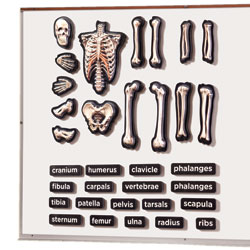 3D Magnetic Skeleton - by Educational Insights