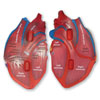 Soft Foam Cross-Section Heart Model - by Learning Resources - LER1902