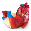 Soft Foam Cross-Section Heart Model - by Learning Resources
