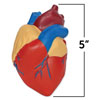 Soft Foam Cross-Section Heart Model - by Learning Resources - LER1902