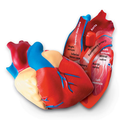 Soft Foam Cross-Section Heart Model - by Learning Resources - LER1902