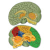 Soft Foam Cross-Section Brain Model - by Learning Resources - LER1903