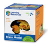 Soft Foam Cross-Section Brain Model - by Learning Resources - LER1903