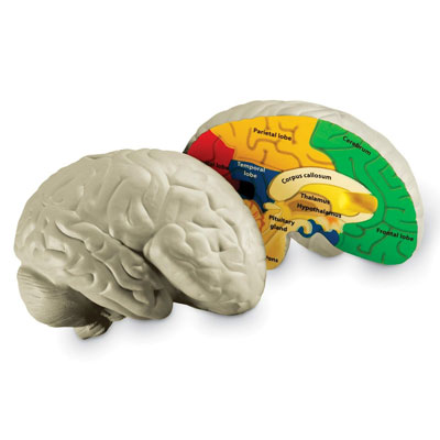 Soft Foam Cross-Section Brain Model - by Learning Resources - LER1903