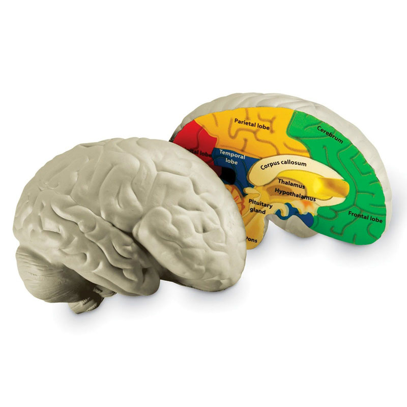 Soft Foam CrossSection Brain Model by Learning Resources LER1903