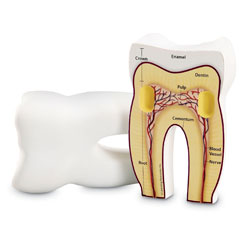 Soft Foam Cross-Section Tooth Model - by Learning Resources
