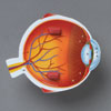 Soft Foam Cross-Section Eye Model - by Learning Resources - LER1907