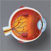 Soft Foam Cross-Section Eye Model - by Learning Resources - LER1907