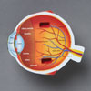 Soft Foam Cross-Section Eye Model - by Learning Resources - LER1907