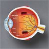Soft Foam Cross-Section Eye Model - by Learning Resources - LER1907