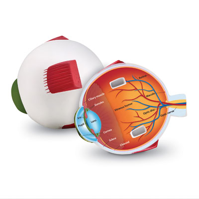 Soft Foam Cross-Section Eye Model - by Learning Resources - LER1907