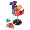 Heart Model 12.5cm - by Learning Resources - LER3334