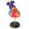 Heart Model 12.5cm - by Learning Resources