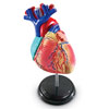Heart Model 12.5cm - by Learning Resources - LER3334
