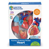 Heart Model 12.5cm - by Learning Resources - LER3334