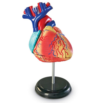 Heart Model 12.5cm - by Learning Resources - LER3334